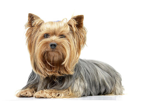 Yorkshire terrier hot sale dog breeds